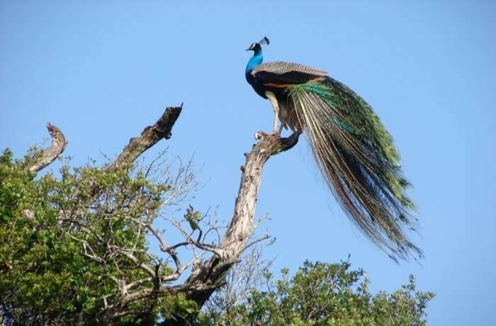 Дерев'яний котедж Peacock Riverside Eco *